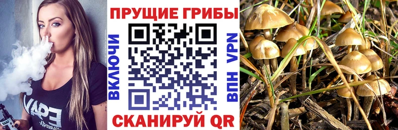 Псилоцибиновые грибы Psilocybine cubensis  Купить  Невель 